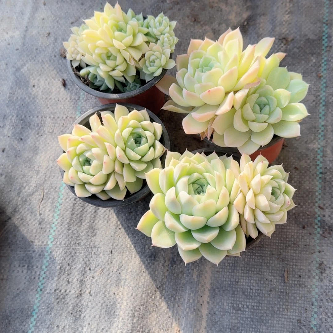 无花朵90麦秆双头无售后