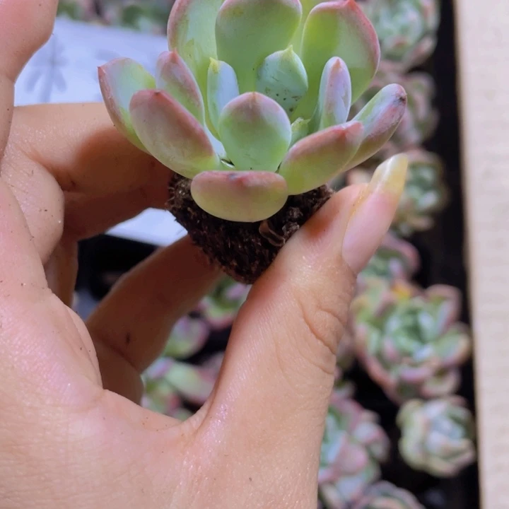 4号精品玛瑙2米3颗