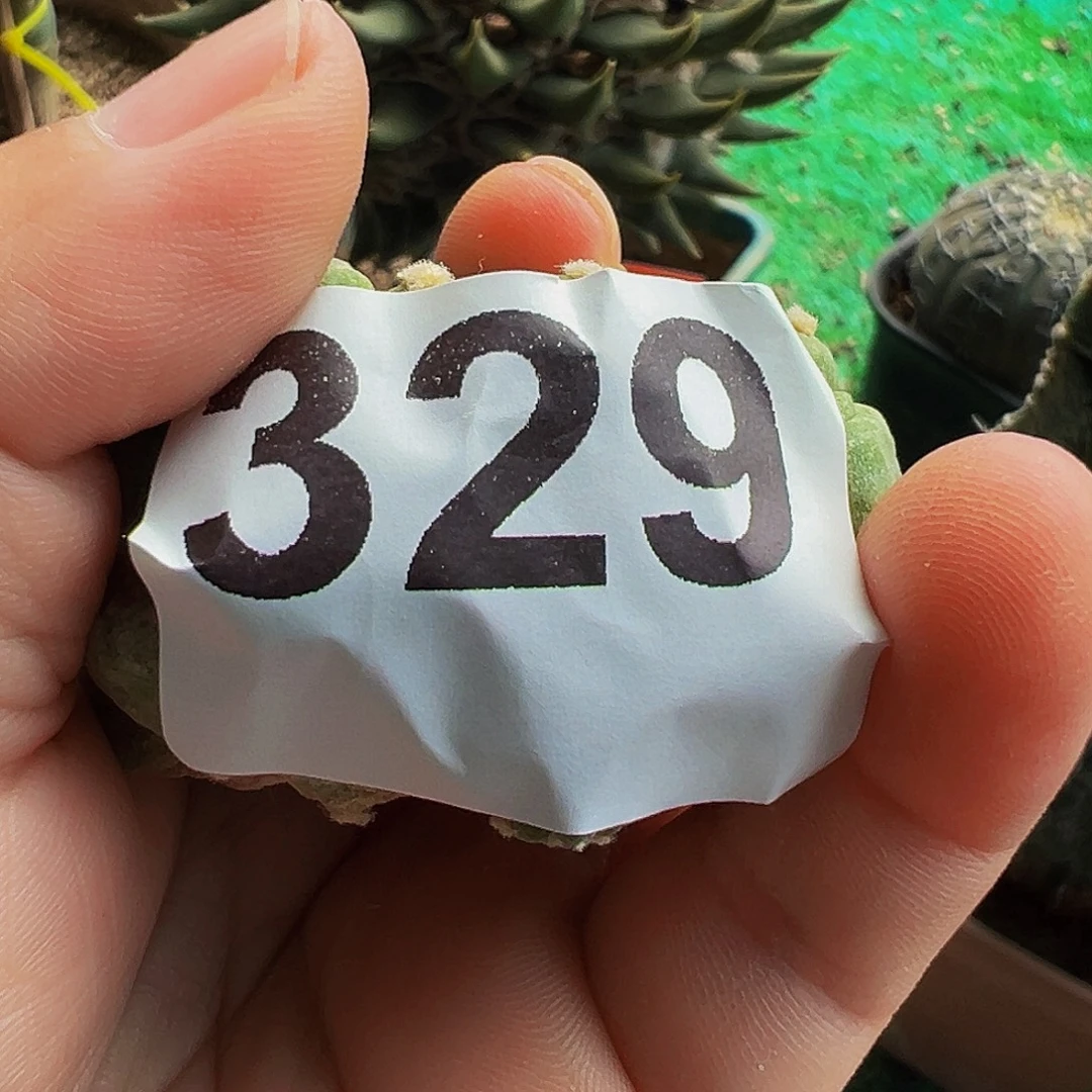 冷***情无花朵福利大尤仙人球329