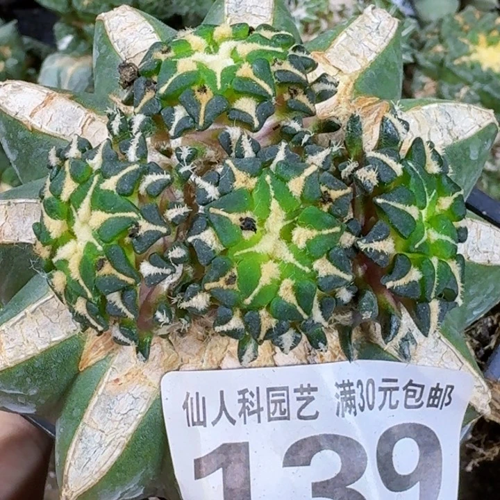 无花朵福利苗接姬牡丹139