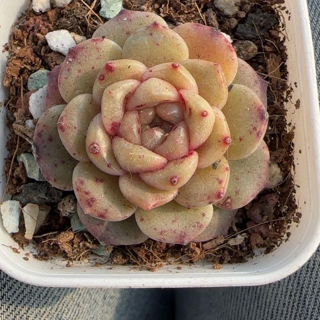 多肉小卡拉米糖心一物一拍