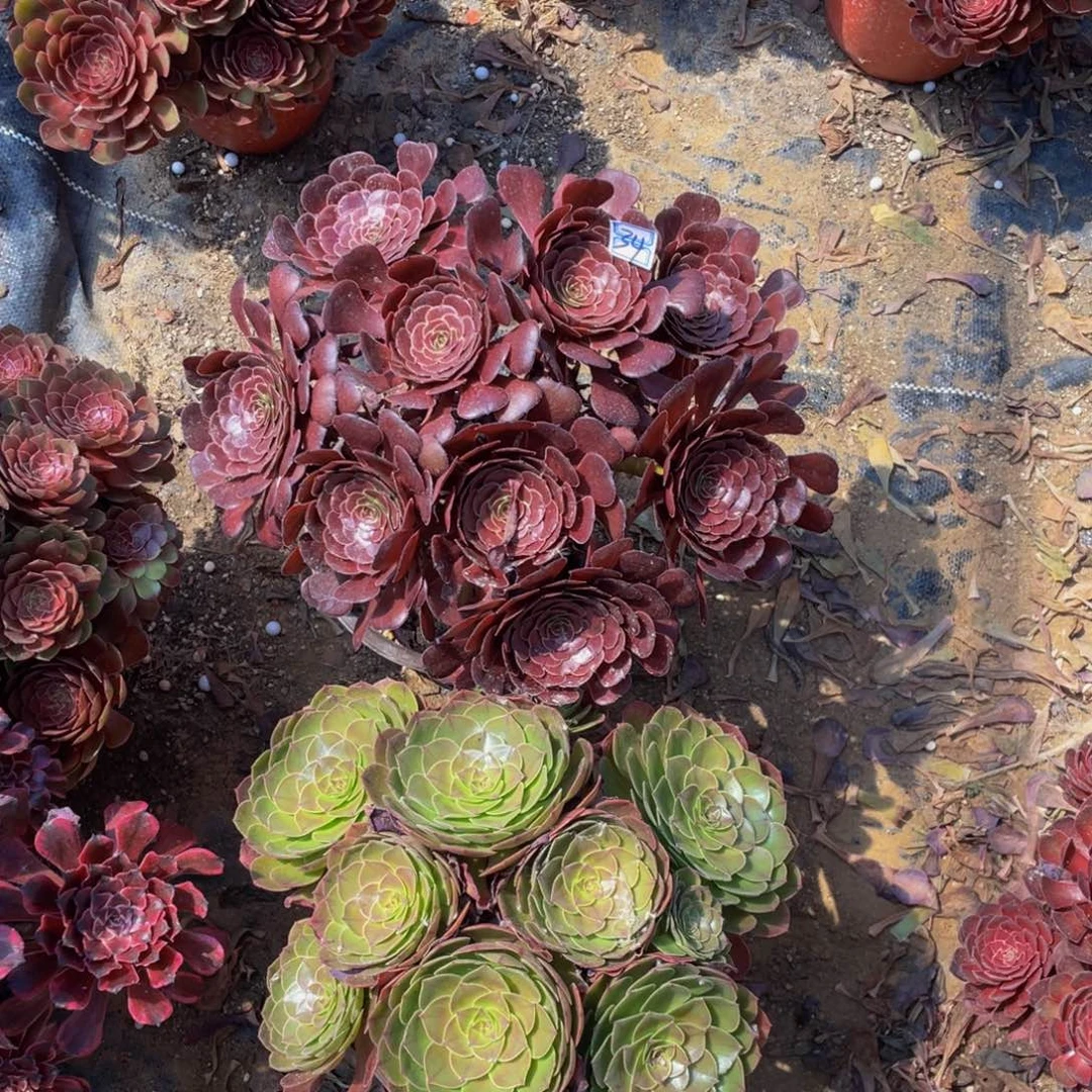 34鲜花老桩一对不包断枝