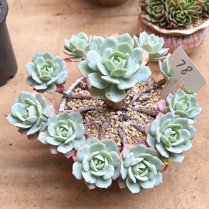 多肉植物，恋曲78号