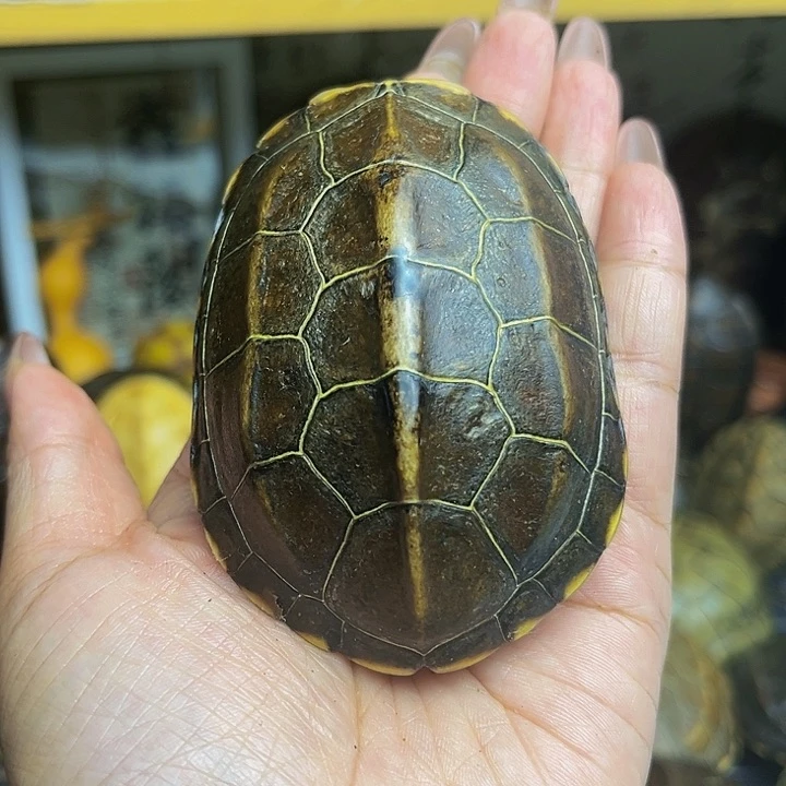 【闪购商品】有机玻璃潇*