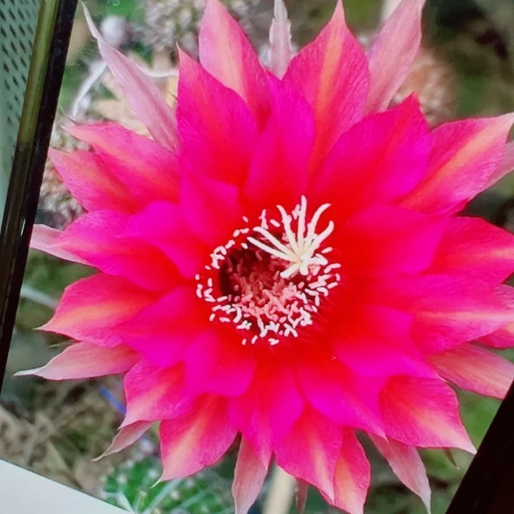 彩草 正午 侧芽 厘米 满20包邮
