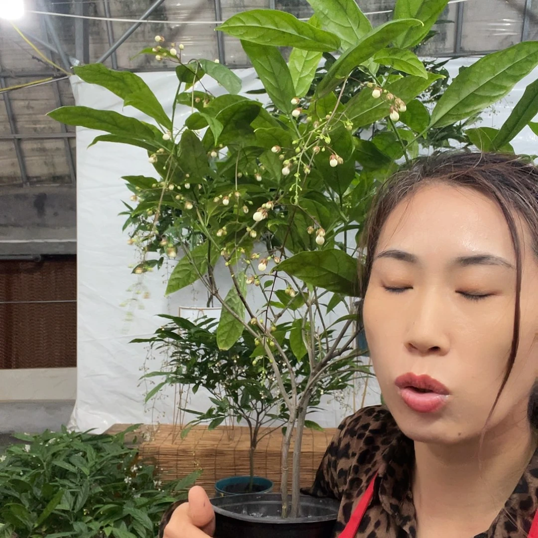 无花朵垂丝茉莉中颗一盆