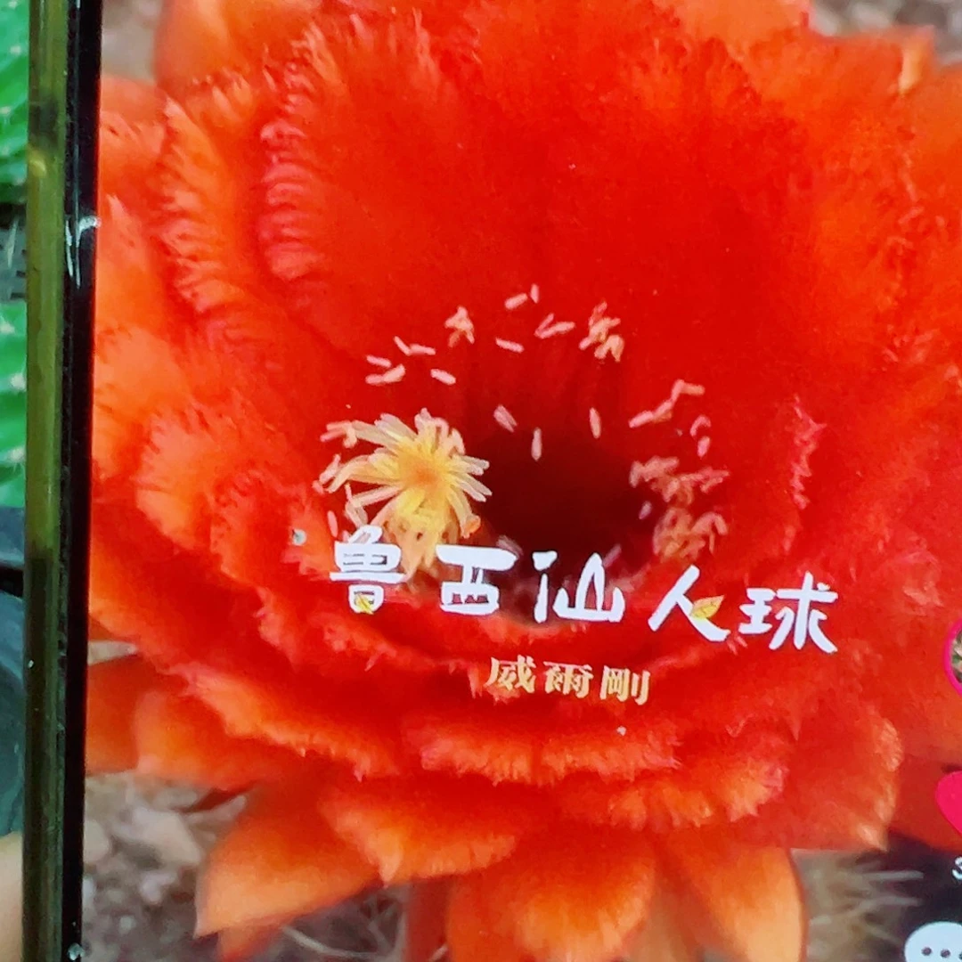 毛花柱 威尔刚 侧芽 满20米包邮