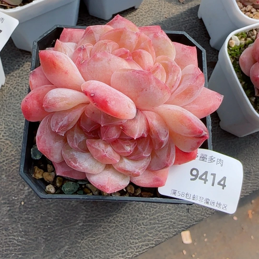 雪塔，9414多肉植物