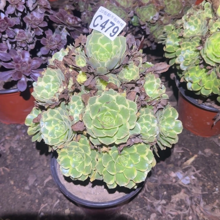 金秋……多肉植物的