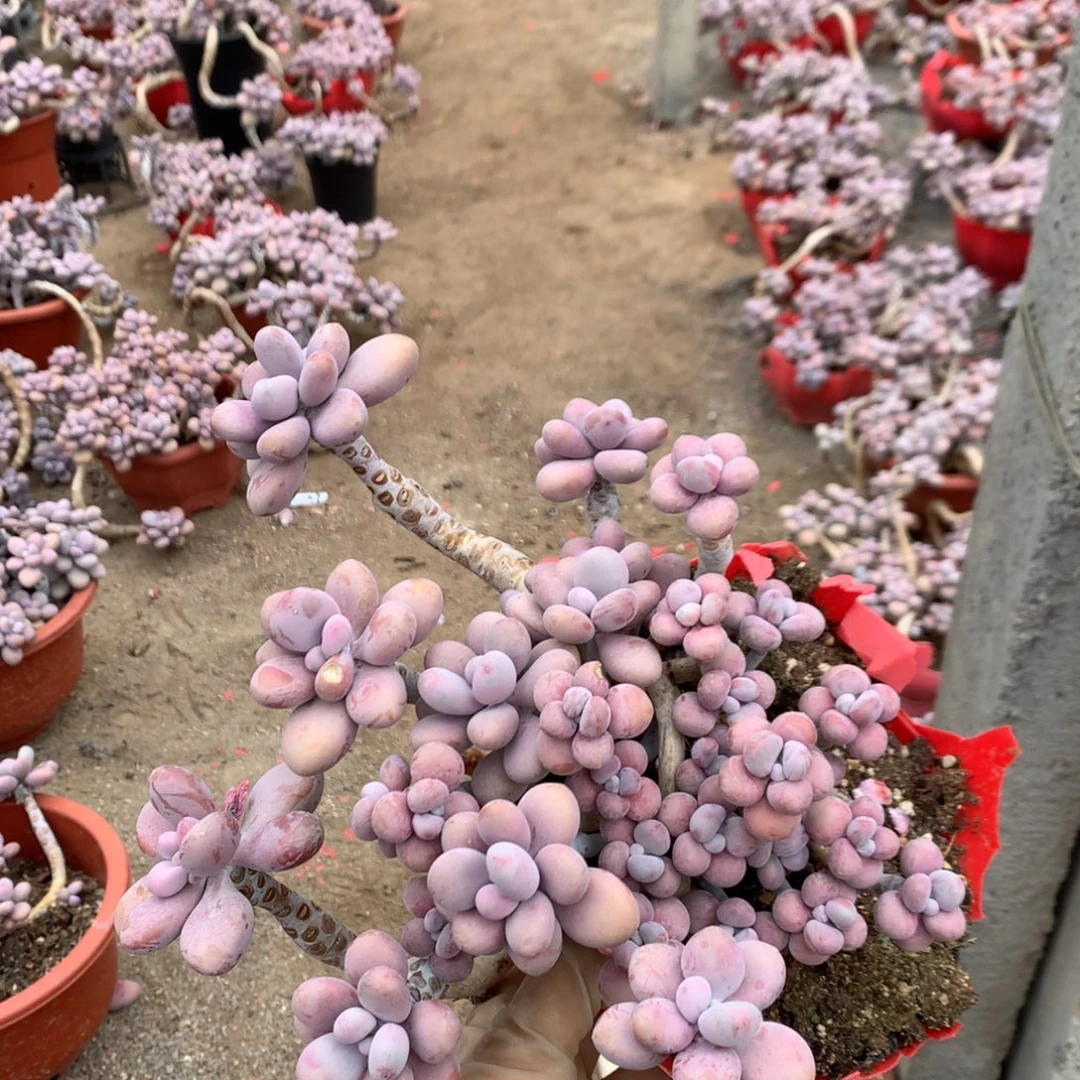 水***尘桃蛋老桩不带盆42号