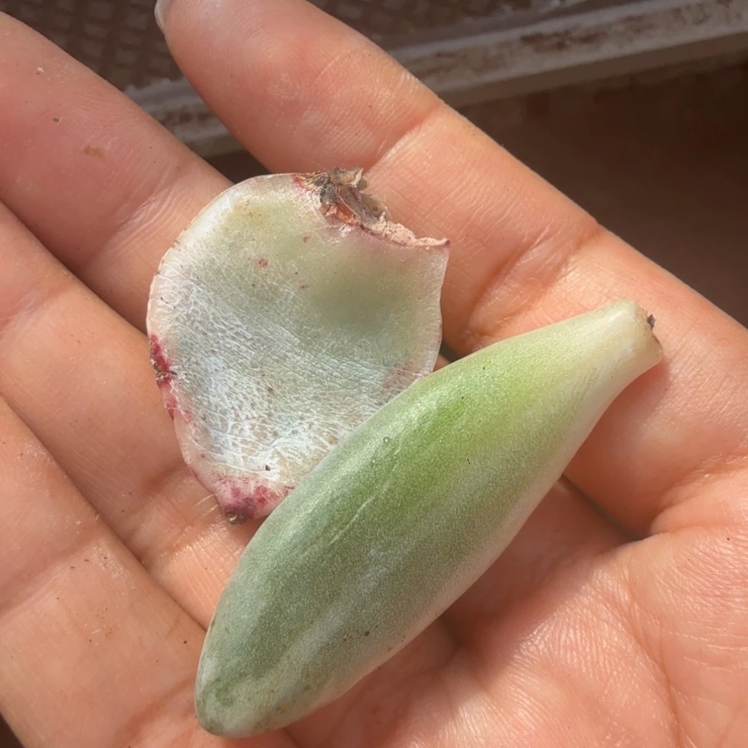 野卡 汤圆白锦一组叶片