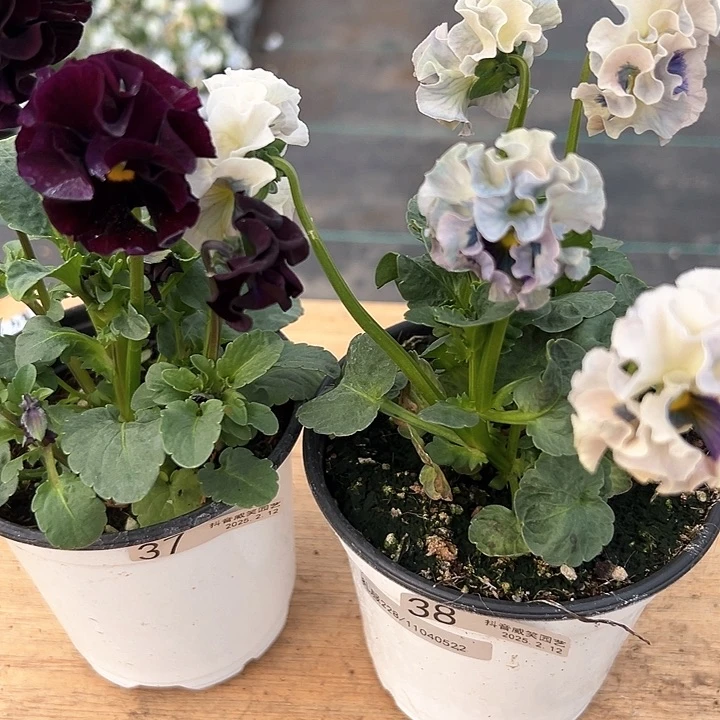 水晶抖音直播编号37-38