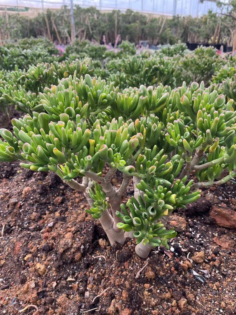 4年吸米树 多肉植物好看新手好养客厅一单也包邮