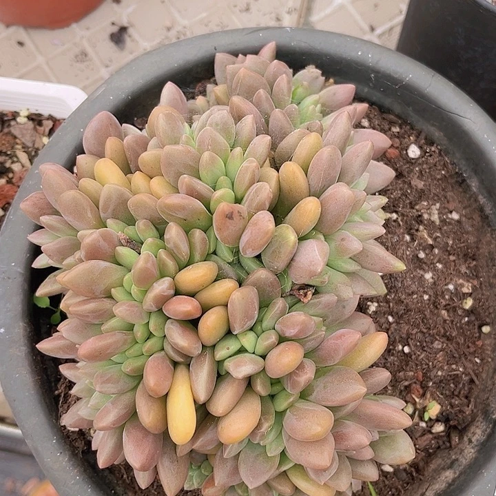 桃花源缀2686多肉植物