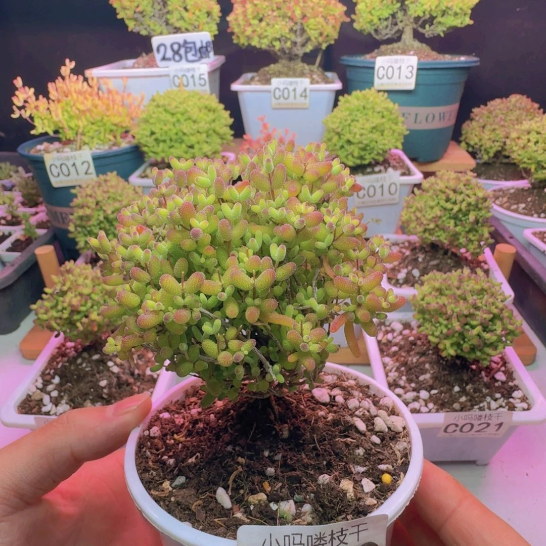 枝干番杏蜜桔糖球009