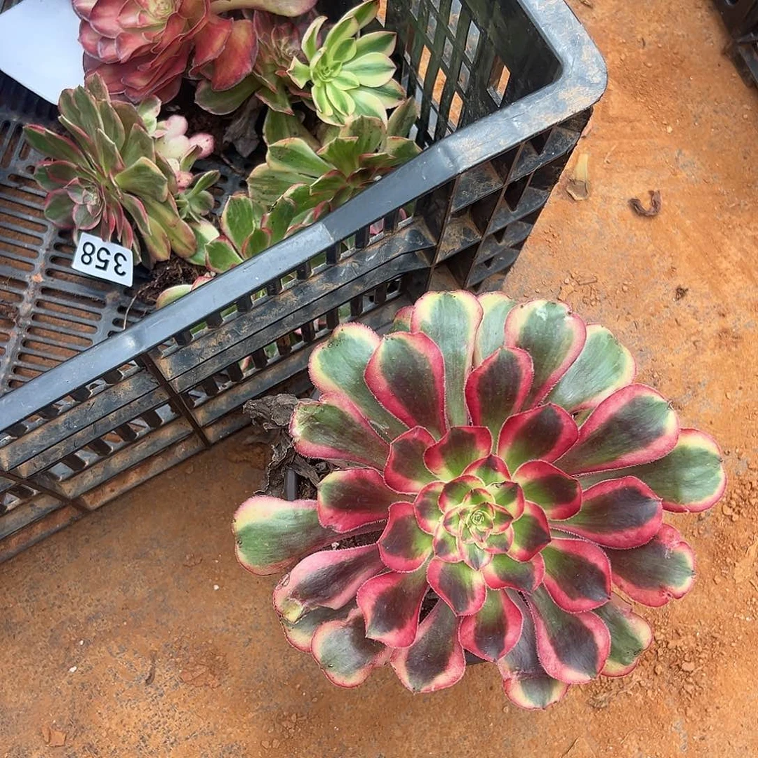 四***景精品多肉植物初恋