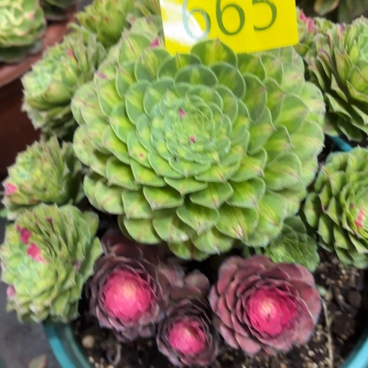 哈哈多肉葡萄福利665