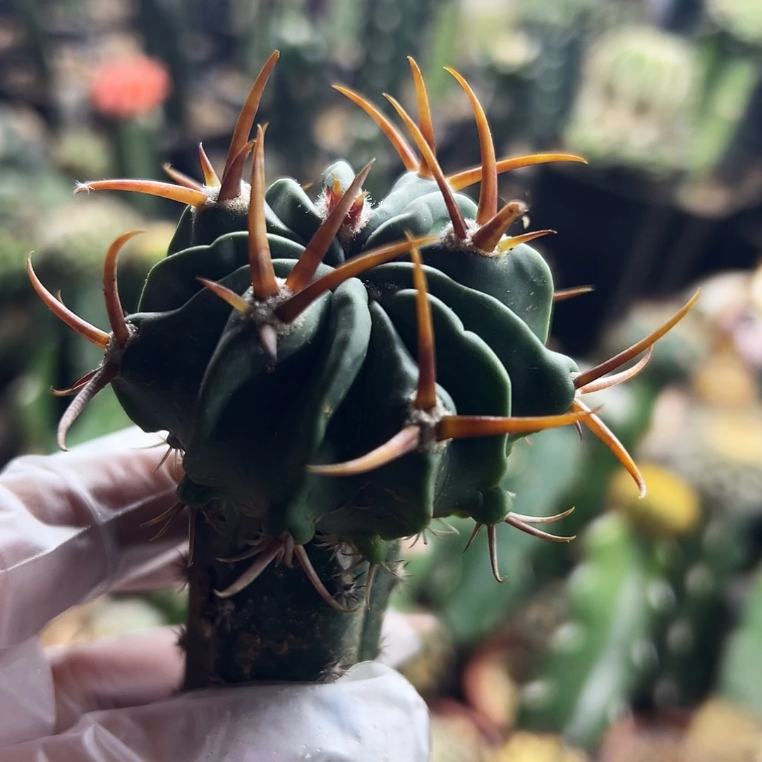 龙剑仙人球111111111