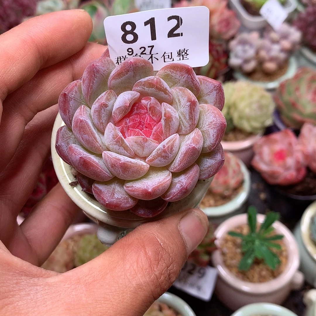 精控拇指盆9.27812