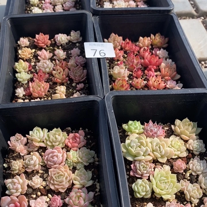 76多肉植物盆栽花卉