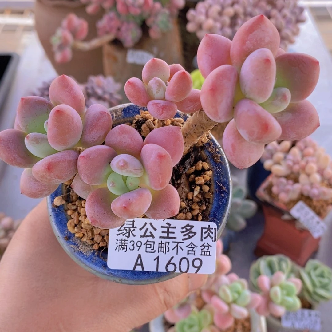 樱花洛神7cm1609多肉植物
