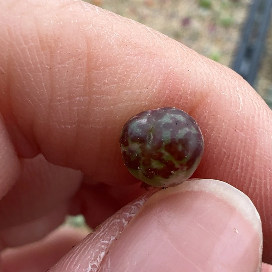 绵***糖一万五后代一万五后代