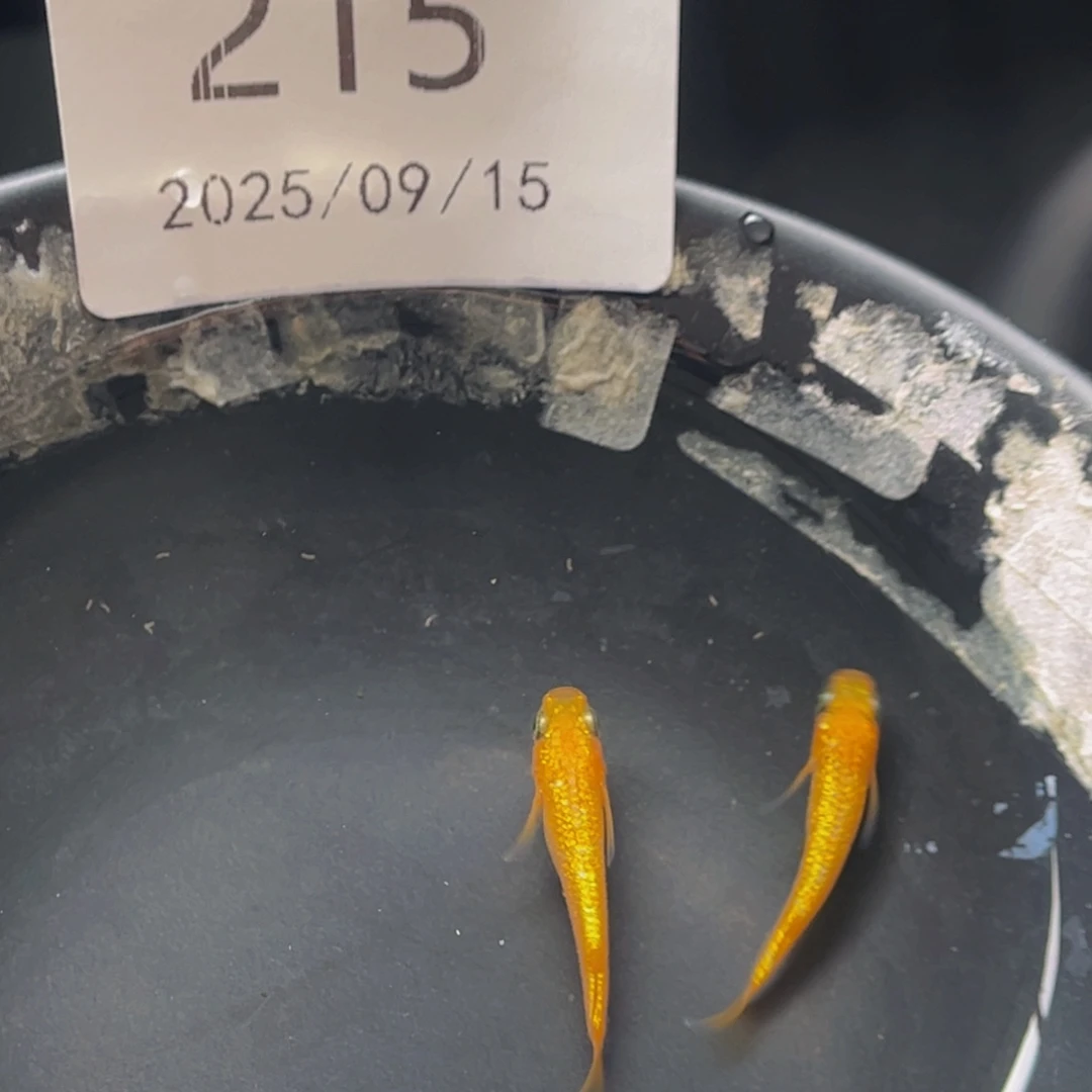 青鳉215玫瑰宝石一对