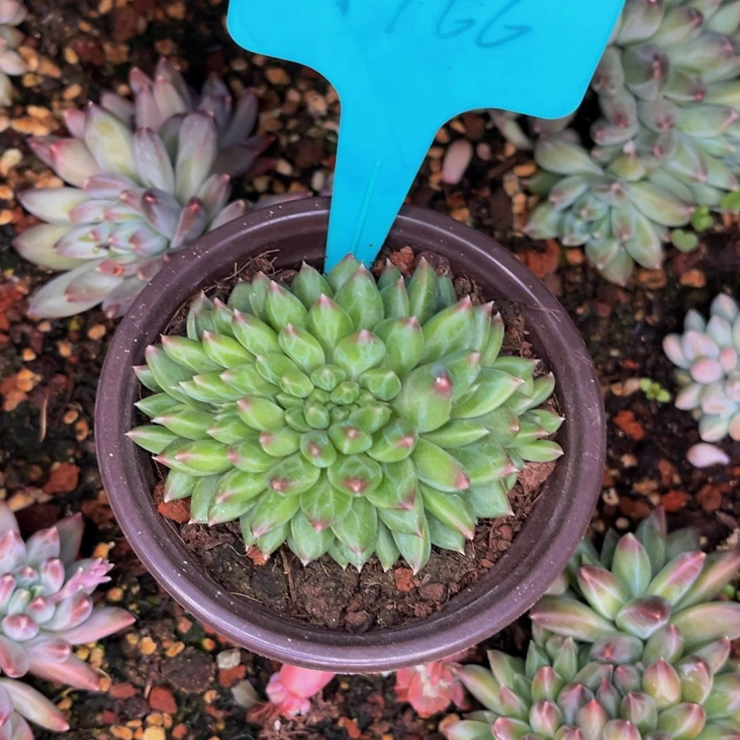 刘*1766号晚上多肉植物群生