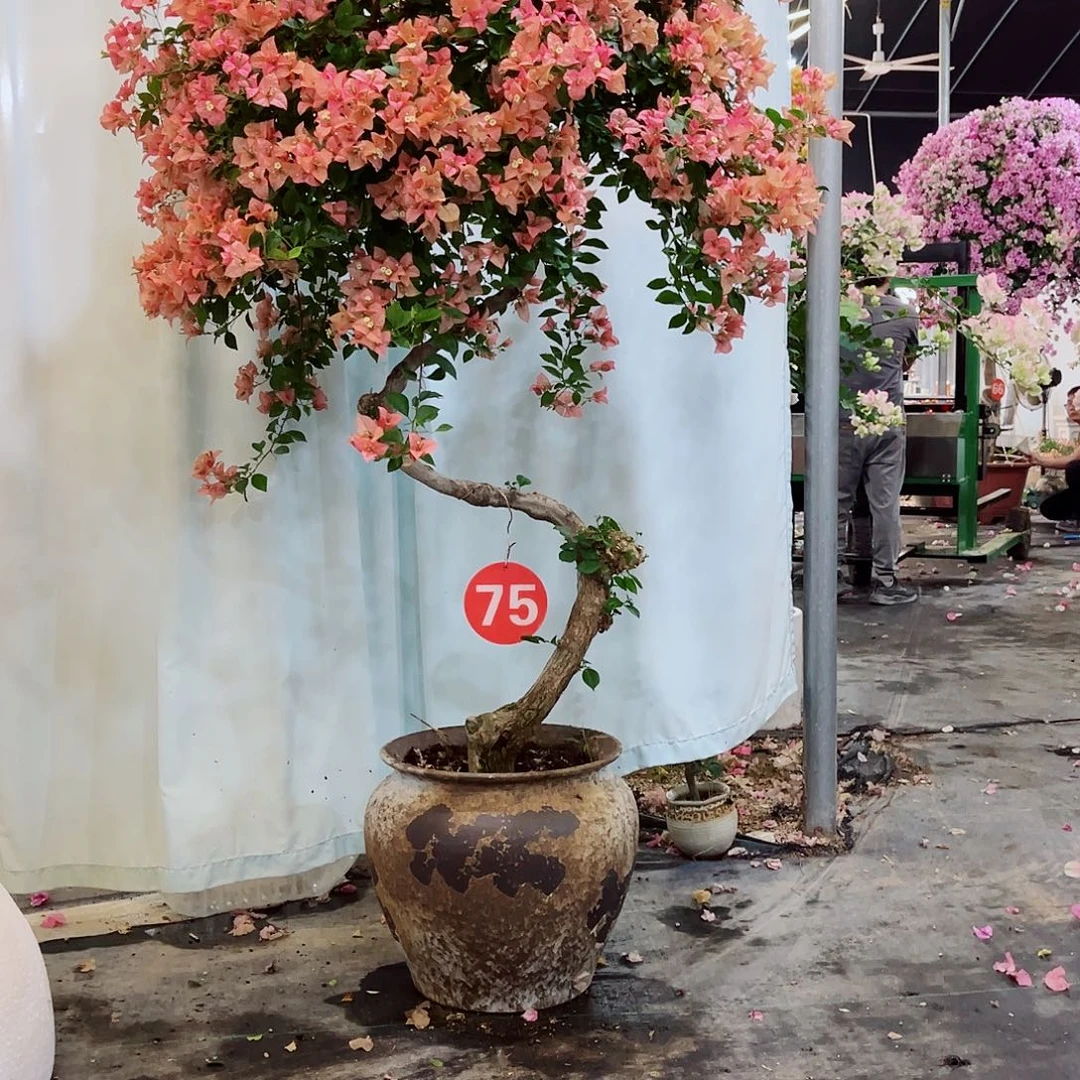 行***8完全开放三角梅2222222