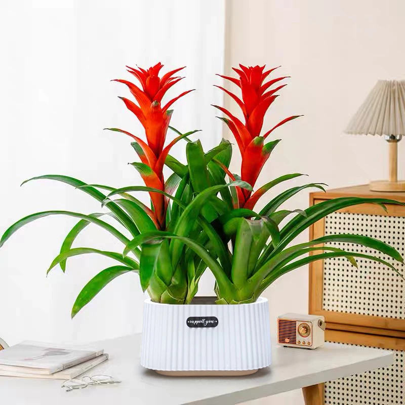 【2颗装】鸿运当头盆栽大盆客厅凤梨花卉植物室内好养活四季旺宅