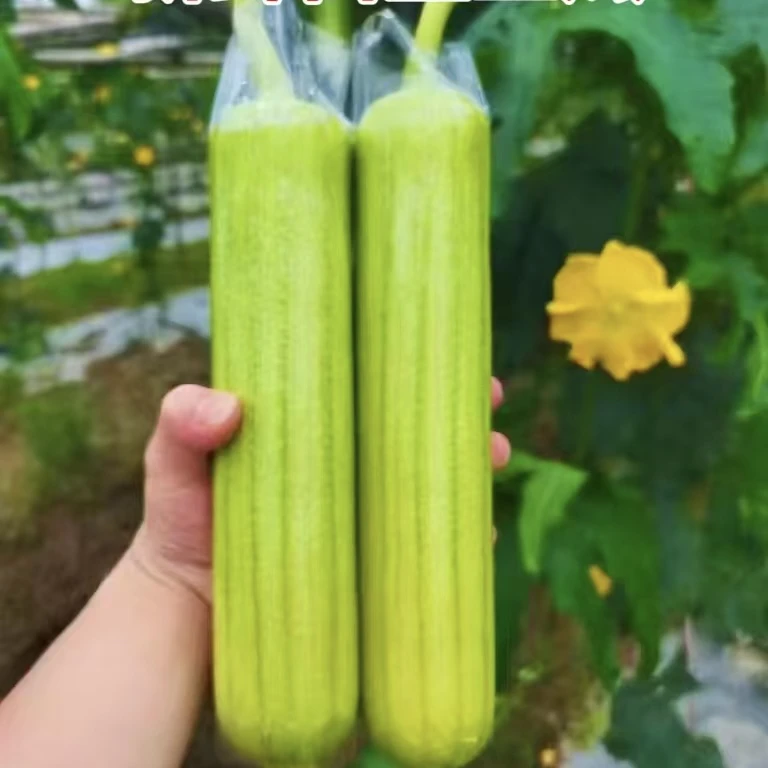 正宗湖南白玉丝瓜新鲜现摘当季农家蔬菜短棒本地奶油丝瓜
