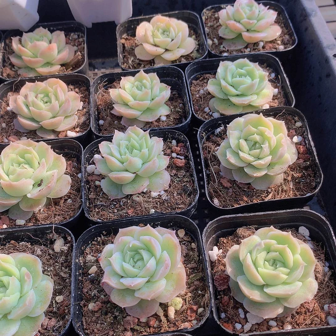 水晶虾饺2346788990000