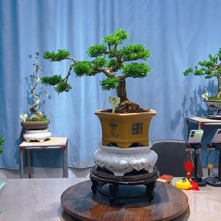 无花朵广东皱皮雀舌黄杨