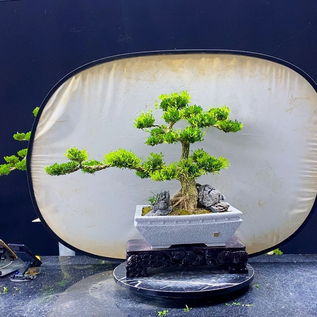 无花朵黄杨盆景造型