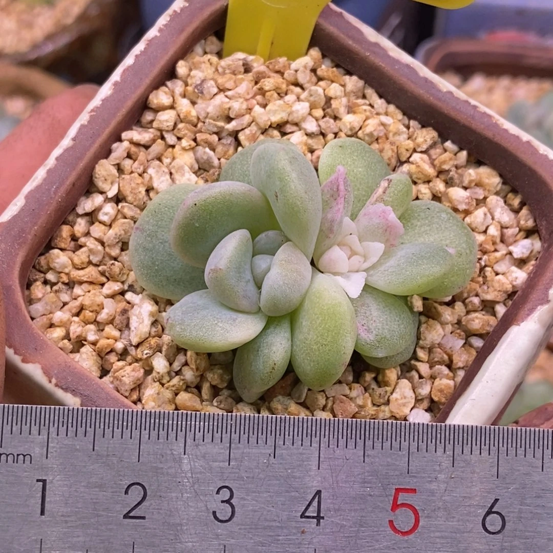 4127冰玉石化蕾丝富轮锦