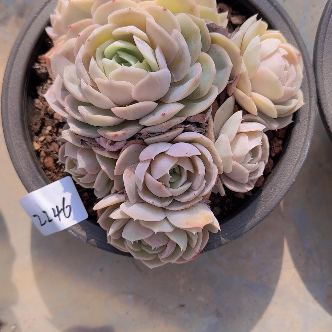 浅*2246蓝色惊喜多肉