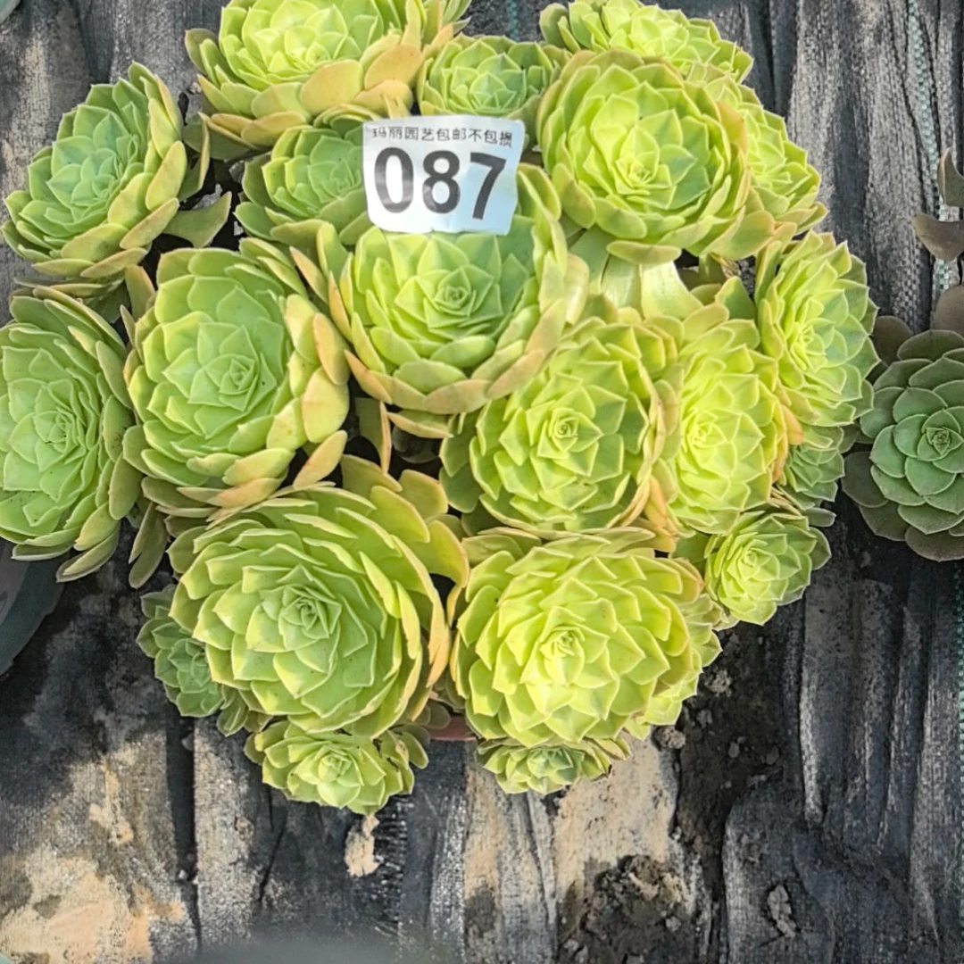 087雨荷花花法师2-19