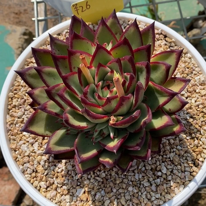 花****熊韩系B-25.2.17