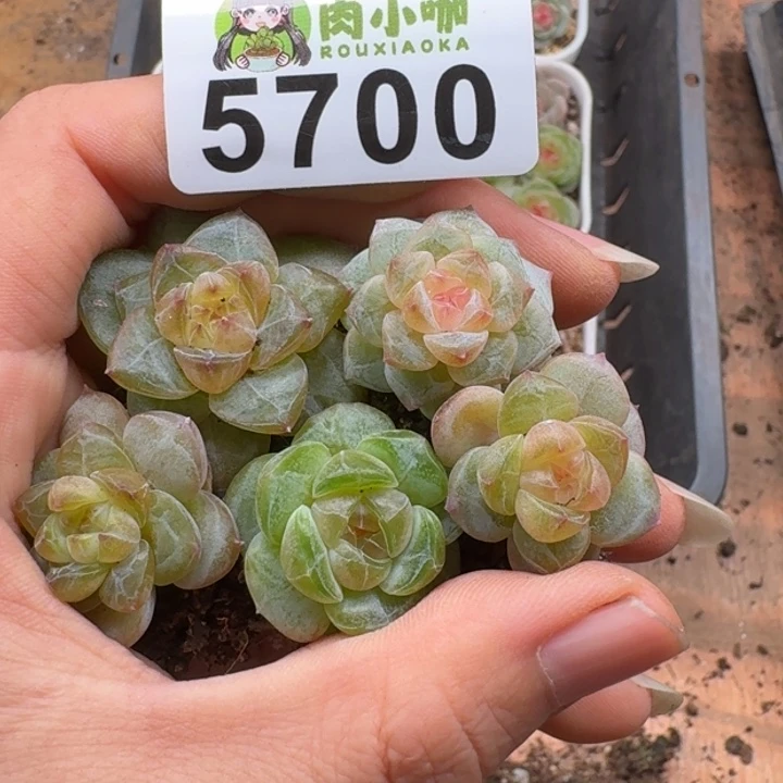 多肉植物多肉植物