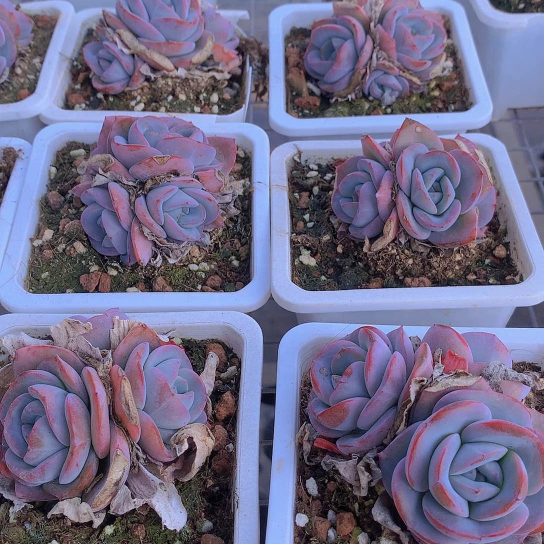 三头布鲁兰245677899900