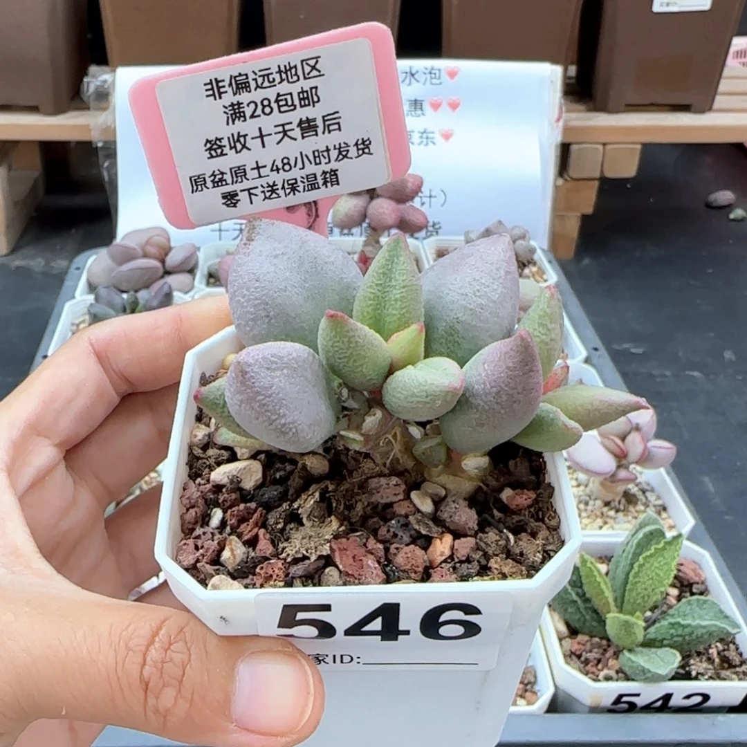 546哈弗多肉植物