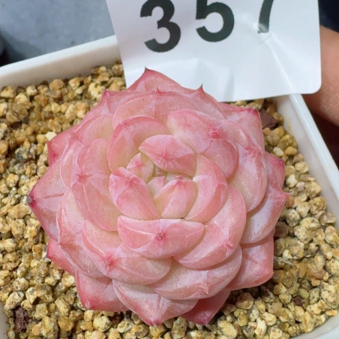 美心         精品多肉