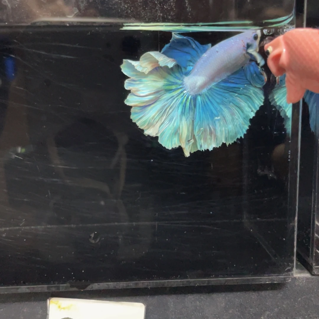 斗鱼好想啊哈哈哈哎212