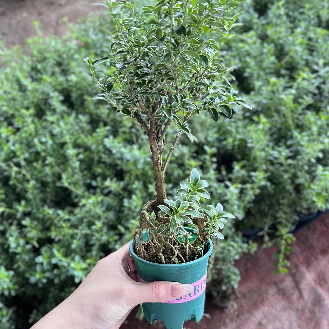 【提根六月雪】小盆景观好养造型常青桌摆精品绿植盆栽