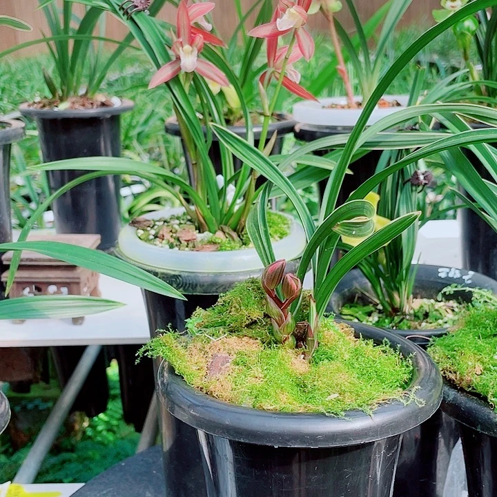 南***伙完全开放一物一漂亮