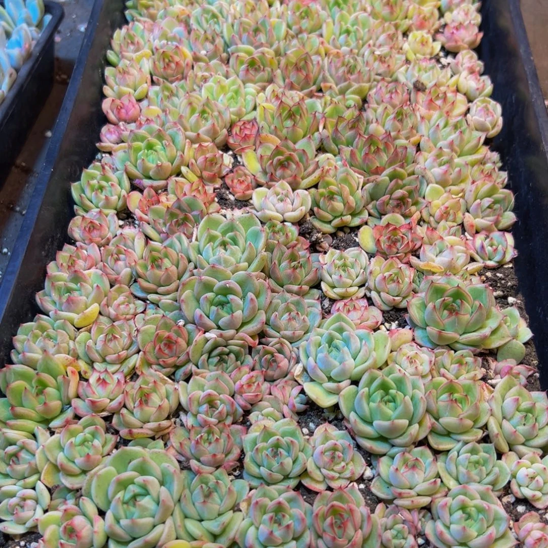 669多肉植物和植物在这里