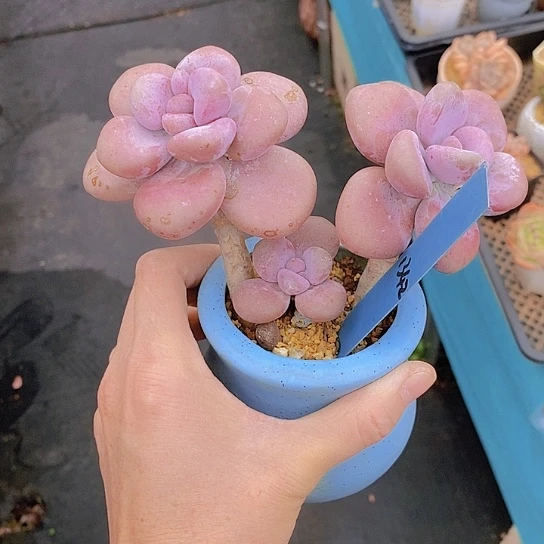 七*?1342多肉植物老桩