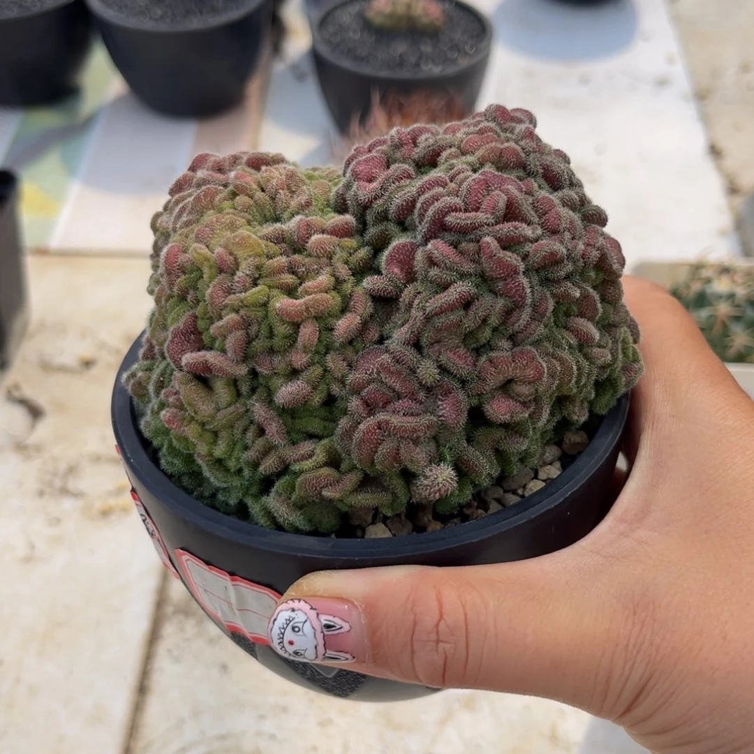 红膏缀Zzzzzzzzzzzzzzx