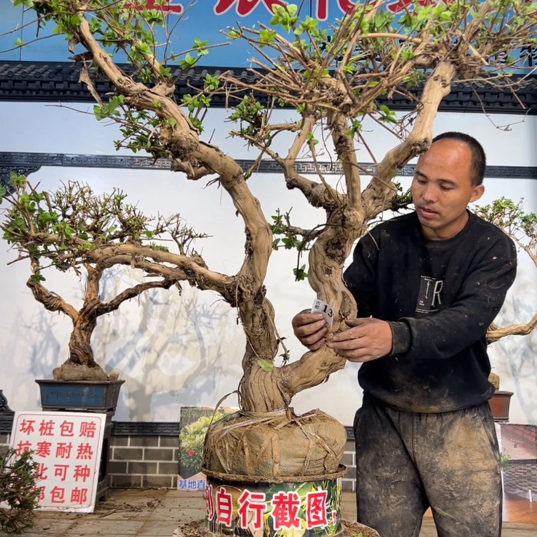 完全开放金银花898988988988