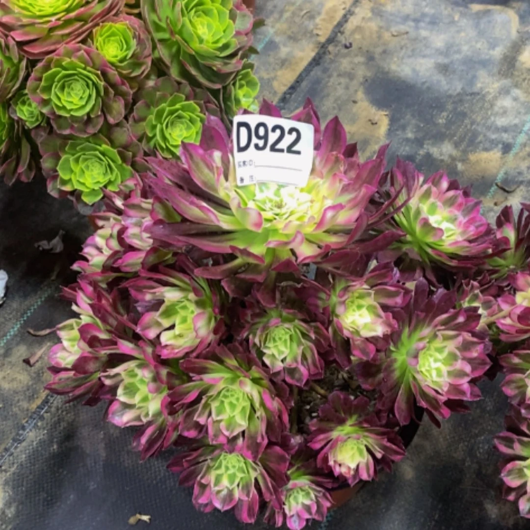 【闪购商品】天哈922